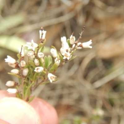 Cryptandra amara (Bitter Cryptandra) at Monash, ACT - 24 Oct 2018 by MichaelMulvaney