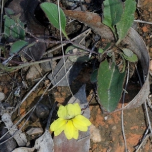 Goodenia hederacea subsp. hederacea at Aranda, ACT - 19 Nov 2017
