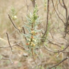 Melichrus urceolatus (Urn Heath) at Monash, ACT - 25 Oct 2018 by MichaelMulvaney