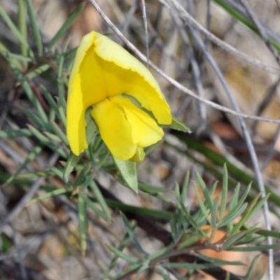 Gompholobium huegelii (Pale Wedge Pea) at Aranda, ACT - 18 Nov 2017 by PeteWoodall