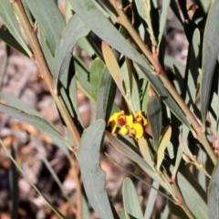 Daviesia mimosoides (Bitter Pea) at Dunlop, ACT - 19 Nov 2017 by PeteWoodall