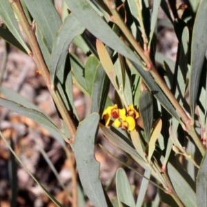 Daviesia mimosoides at Dunlop, ACT - 19 Nov 2017 07:27 AM