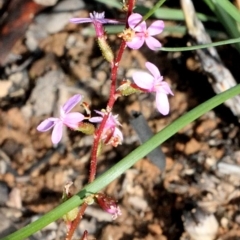 Stylidium graminifolium (grass triggerplant) at Aranda, ACT - 19 Nov 2017 by PeteWoodall