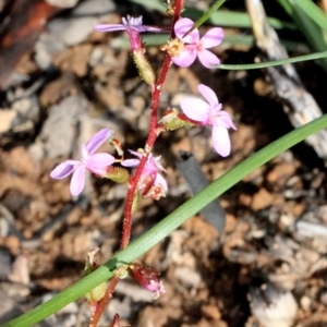 Stylidium graminifolium at Aranda, ACT - 19 Nov 2017 07:30 AM