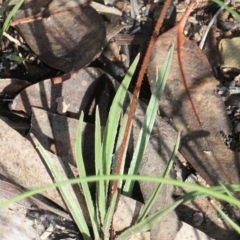 Stylidium graminifolium at Aranda, ACT - 19 Nov 2017