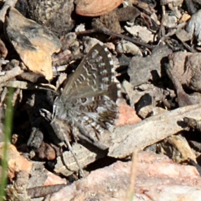 Neolucia agricola (Fringed Heath-blue) at Aranda, ACT - 18 Nov 2017 by PeteWoodall