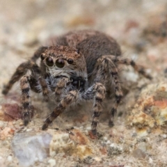 Servaea sp. (genus) (Unidentified Servaea jumping spider) at Uriarra Village, ACT - 25 Oct 2018 by JudithRoach