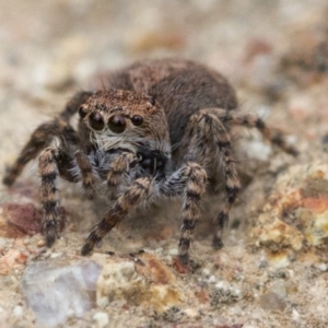 Servaea sp. (genus) at Uriarra Village, ACT - 25 Oct 2018