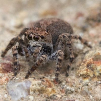 Servaea sp. (genus) (Unidentified Servaea jumping spider) at Uriarra Village, ACT - 24 Oct 2018 by JudithRoach