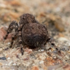 Servaea sp. (genus) at Uriarra Village, ACT - 25 Oct 2018