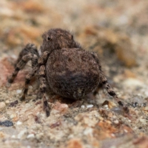 Servaea sp. (genus) at Uriarra Village, ACT - 25 Oct 2018