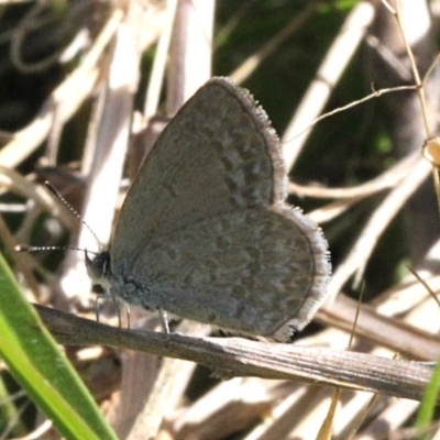 Zizina otis (Common Grass-Blue) at Aranda Bushland - 18 Nov 2017 by PeteWoodall