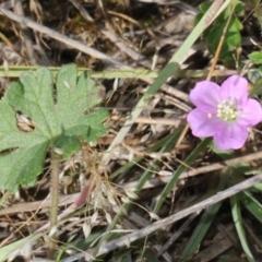 Geranium solanderi (Native Geranium) at Aranda, ACT - 18 Nov 2017 by PeteWoodall