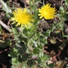 Sonchus asper (Prickly Sowthistle) at Aranda Bushland - 19 Nov 2017 by PeteWoodall