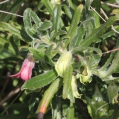 Billardiera scandens (Hairy Apple Berry) at Aranda, ACT - 18 Nov 2017 by PeteWoodall