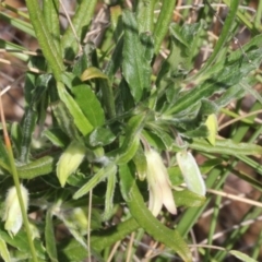 Billardiera scandens at Aranda, ACT - 19 Nov 2017