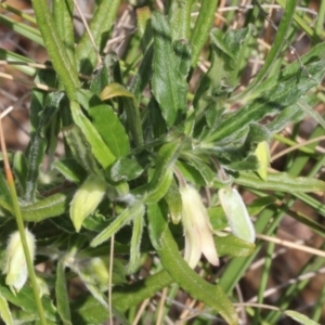 Billardiera scandens at Aranda, ACT - 19 Nov 2017