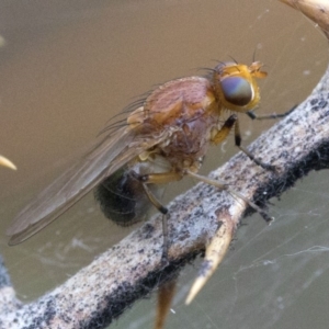 Lauxaniidae (family) at Coree, ACT - 25 Oct 2018 07:44 AM