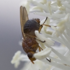 Lauxaniidae (family) at Coree, ACT - 25 Oct 2018 07:44 AM