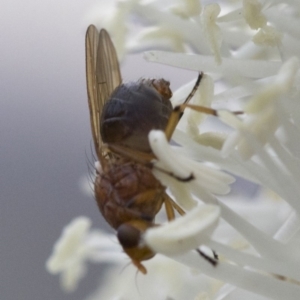 Lauxaniidae (family) at Coree, ACT - 25 Oct 2018 07:44 AM