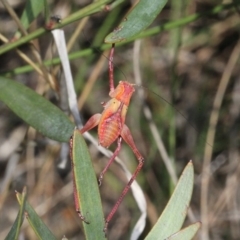 Tettigoniidae (family) (Unidentified katydid) at Aranda, ACT - 18 Nov 2017 by PeteWoodall