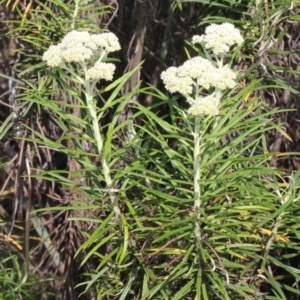 Cassinia longifolia at Aranda, ACT - 19 Nov 2017