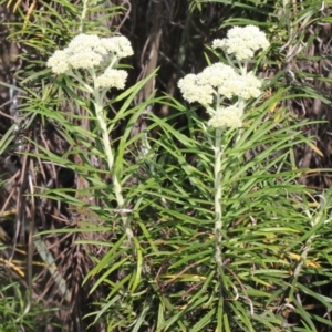 Cassinia longifolia at Aranda, ACT - 19 Nov 2017 07:53 AM