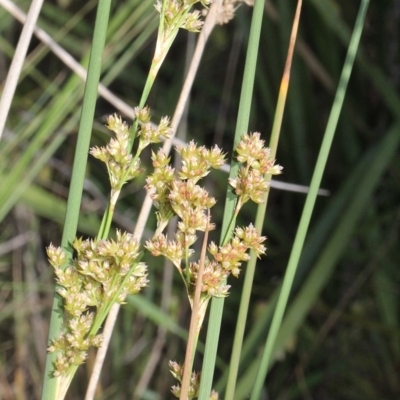 Juncus sp. (A Rush) at Aranda, ACT - 19 Nov 2017 by PeteWoodall