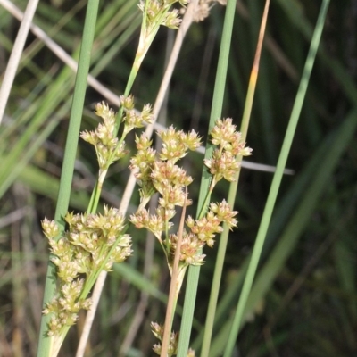 Juncus sp. (A Rush) at Aranda Bushland - 18 Nov 2017 by PeteWoodall