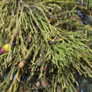 Exocarpos cupressiformis at Aranda, ACT - 19 Nov 2017 07:58 AM