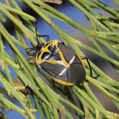 Commius elegans (Cherry Ballart Shield Bug) at Aranda Bushland - 18 Nov 2017 by PeteWoodall