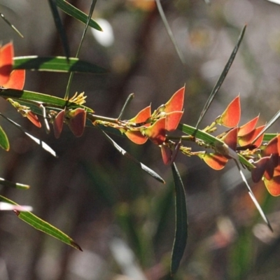 Daviesia mimosoides (Bitter Pea) at Dunlop, ACT - 18 Nov 2017 by PeteWoodall