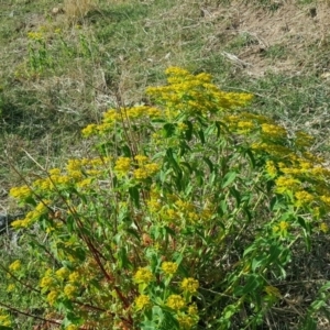 Euphorbia oblongata at Isaacs, ACT - 25 Oct 2018