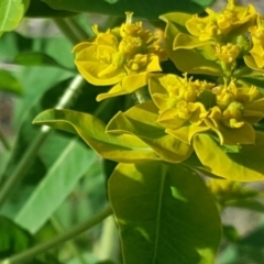 Euphorbia oblongata at Isaacs, ACT - 25 Oct 2018 05:29 PM