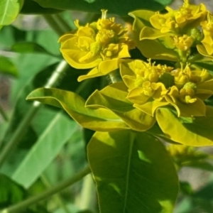 Euphorbia oblongata at Isaacs, ACT - 25 Oct 2018 05:29 PM