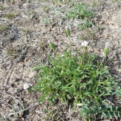 Vittadinia muelleri (Narrow-leafed New Holland Daisy) at Isaacs, ACT - 25 Oct 2018 by Mike