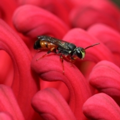 Hylaeus (Prosopisteron) littleri (Hylaeine colletid bee) at ANBG - 21 Oct 2018 by TimL