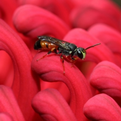 Hylaeus (Prosopisteron) littleri (Hylaeine colletid bee) at ANBG - 21 Oct 2018 by TimL
