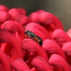 Hylaeus (Prosopisteron) littleri at Acton, ACT - 21 Oct 2018