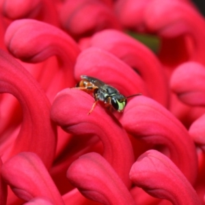 Hylaeus (Prosopisteron) littleri at Acton, ACT - 21 Oct 2018