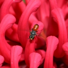 Hylaeus (Prosopisteron) littleri at Acton, ACT - 21 Oct 2018