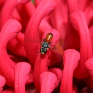 Hylaeus (Prosopisteron) littleri at Acton, ACT - 21 Oct 2018