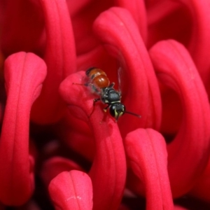 Hylaeus (Prosopisteron) littleri at Acton, ACT - 21 Oct 2018 02:22 PM