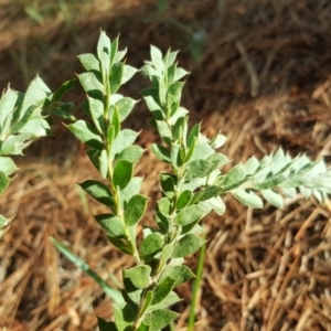 Acacia vestita at Isaacs, ACT - 25 Oct 2018