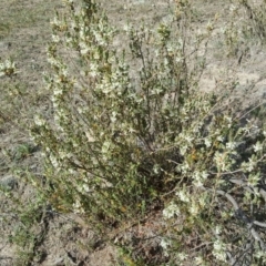 Brachyloma daphnoides (Daphne Heath) at Isaacs, ACT - 25 Oct 2018 by Mike