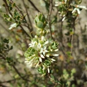 Brachyloma daphnoides at Isaacs, ACT - 25 Oct 2018