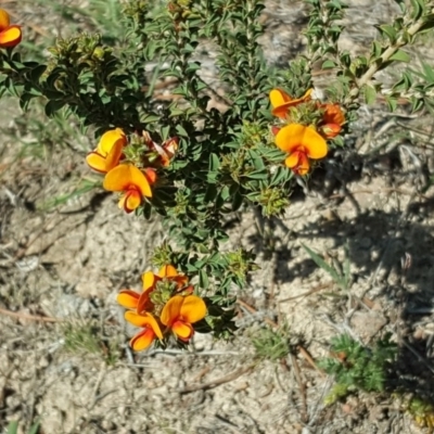 Pultenaea procumbens (Bush Pea) at Isaacs Ridge - 25 Oct 2018 by Mike