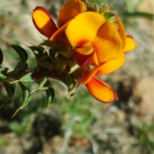 Pultenaea procumbens at Isaacs Ridge - 25 Oct 2018