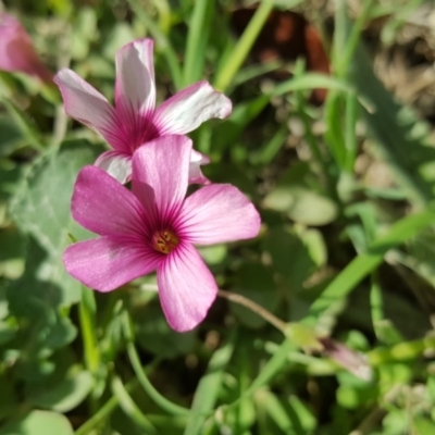 Oxalis articulata (Shamrock) at Isaacs, ACT - 26 Oct 2018 by Mike