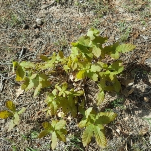 Quercus robur at Isaacs, ACT - 25 Oct 2018 04:13 PM